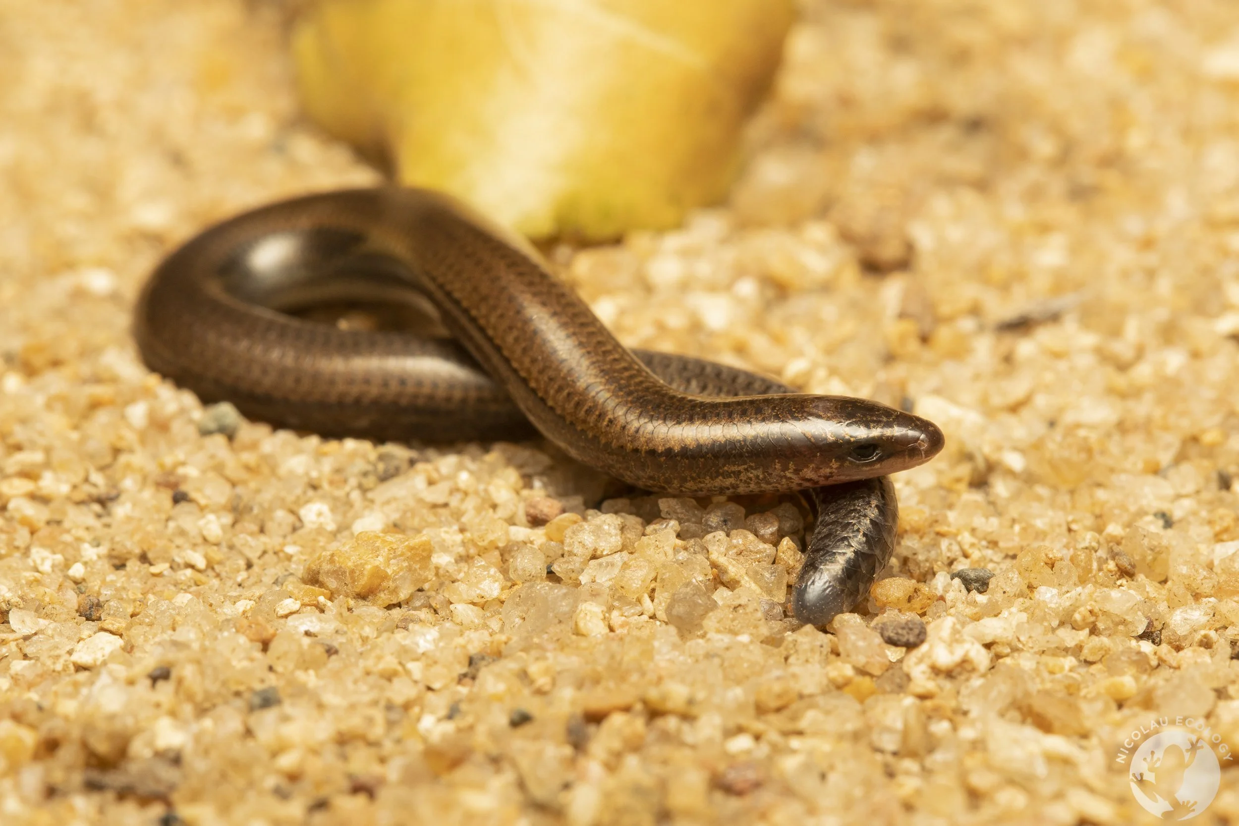 Scelotes fitzsimonsi FitzSimons' Dwarf Burrowing Skink — NICOLAU ECOLOGY